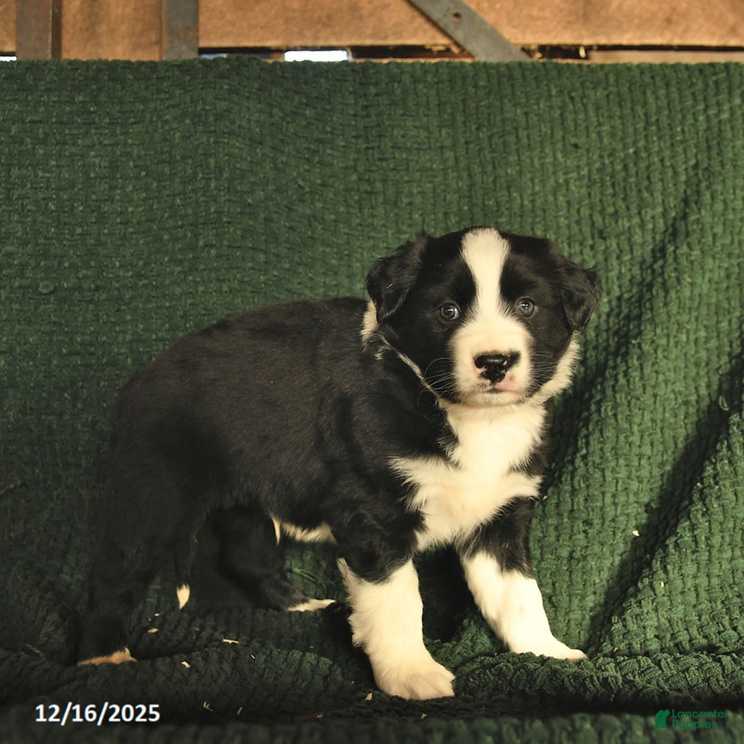 Australian Shepherd dogs for sale: Josh  - Ad 2