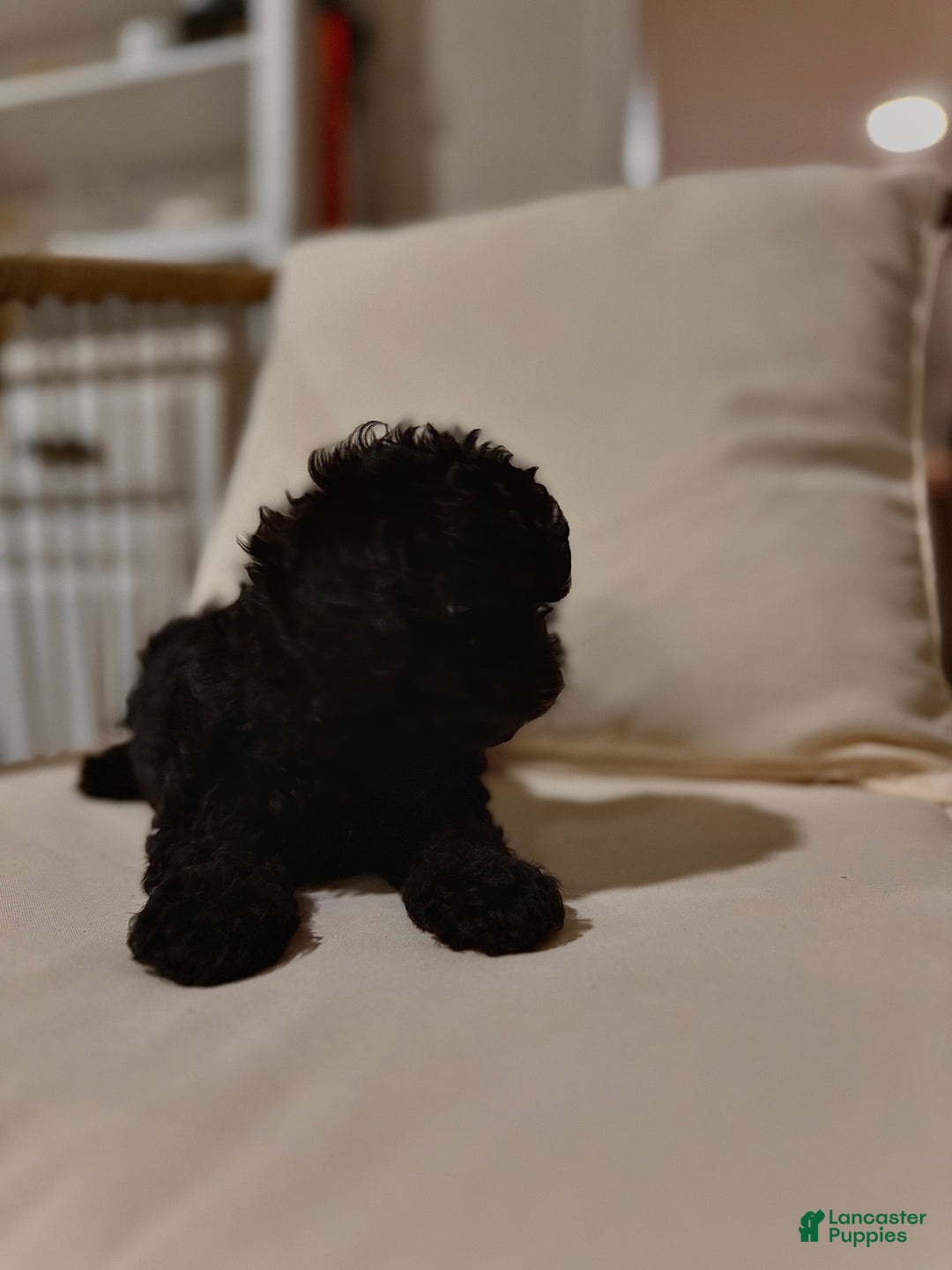Maltipoo dogs for sale: Saddie  - Ad 7