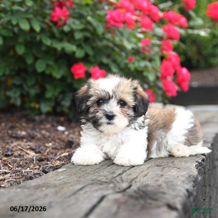 Mixed Breed dogs Jenny - Ad 2