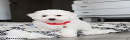 Bichon Frise dogs for sale: Carson - Ad 10