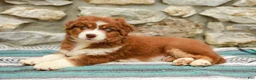 Australian Shepherd dogs for sale: Woody - Ad 3