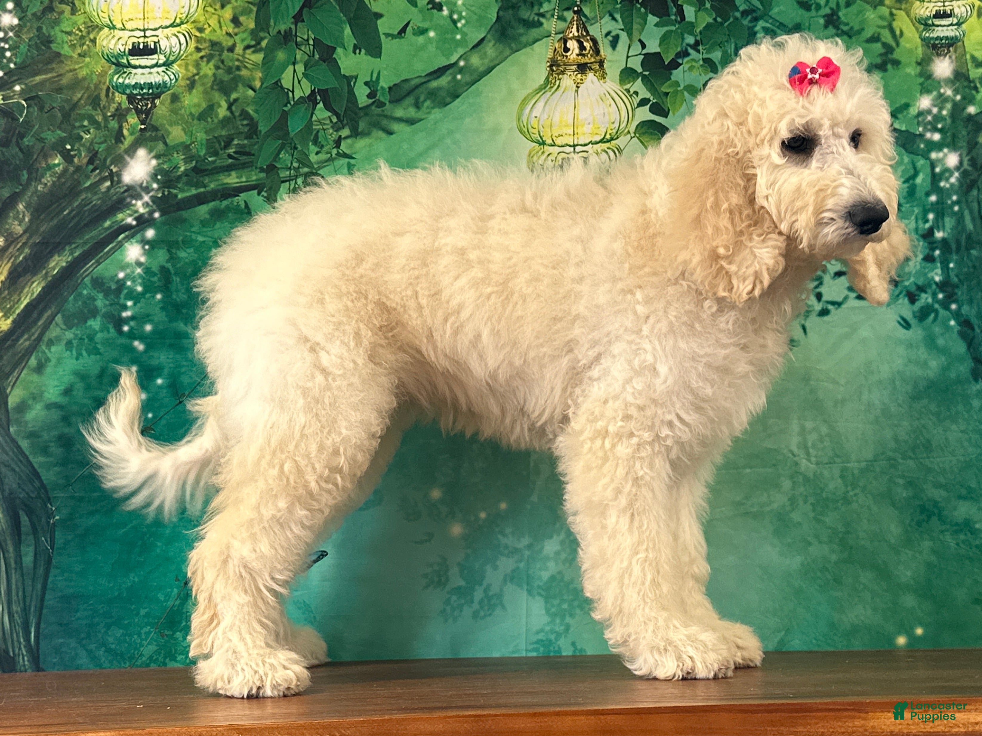 Goldendoodle dogs Jewel - Ad 2