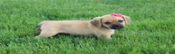 Puggle dogs for sale: Abby  - Ad 3