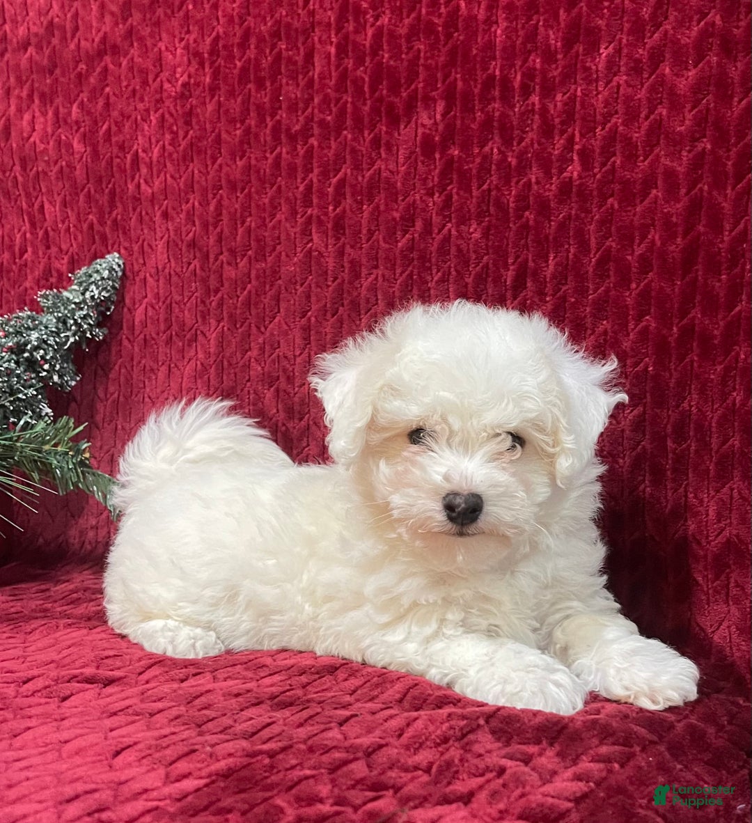 Bichon Frise dogs for sale: Rocket - Ad 7