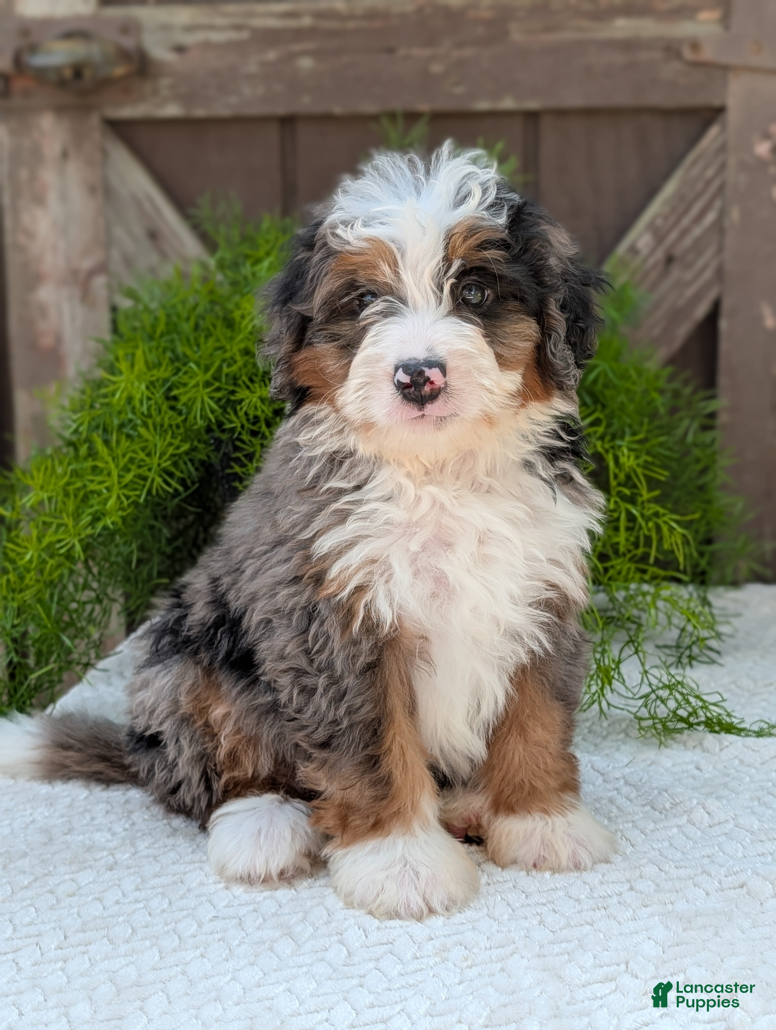 Mini Bernedoodle dogs Mini Louie  - Ad 1