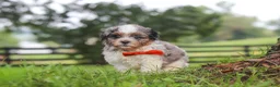 Shihpoo dogs for sale: Scout - Ad 5