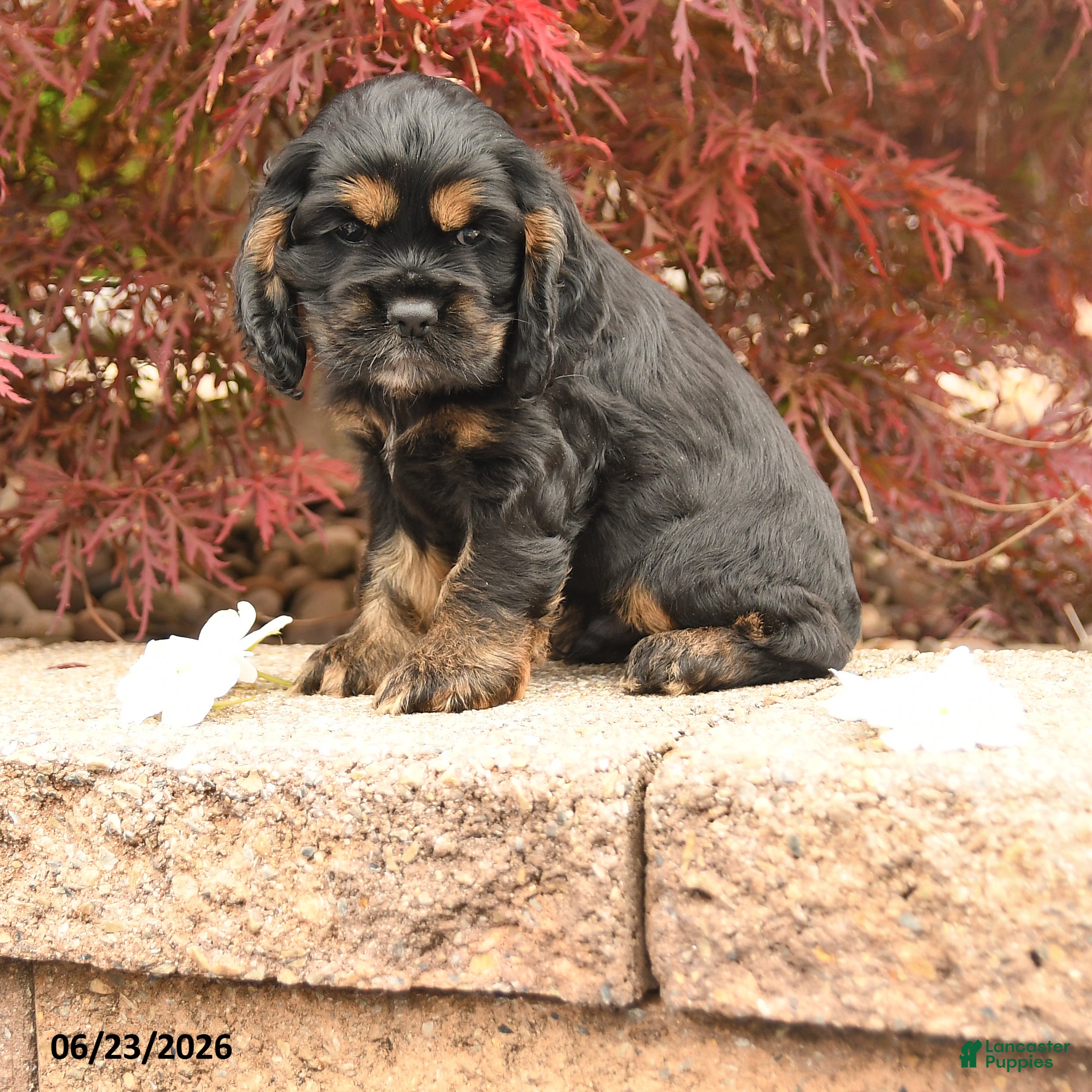 Cocker Spaniel dogs Lincoln - Ad 1