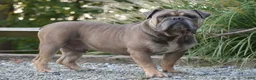 Olde English Bulldogge dogs for sale: Jamison - Ad 7