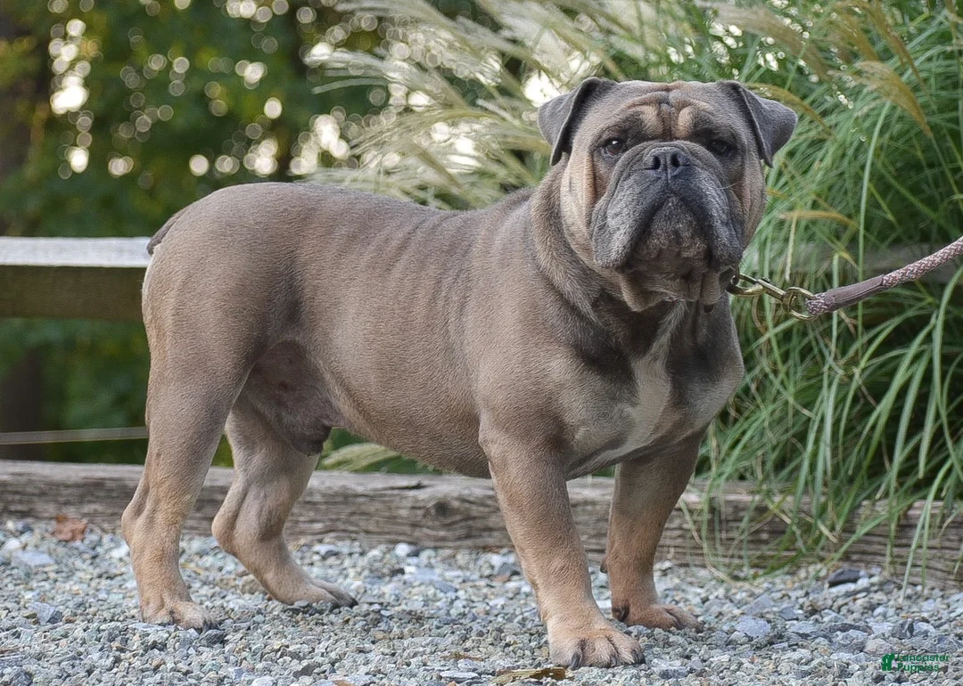 Olde English Bulldogge dogs for sale: Jamison - Ad 7
