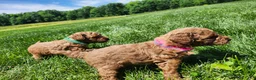 Standard Poodle dogs for sale: Tulip  - Ad 8
