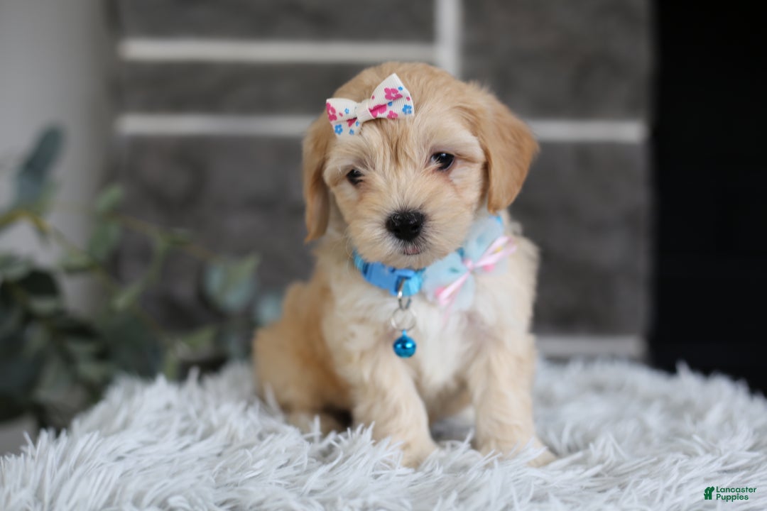 Maltipoo dogs for sale: Millie - Ad 3