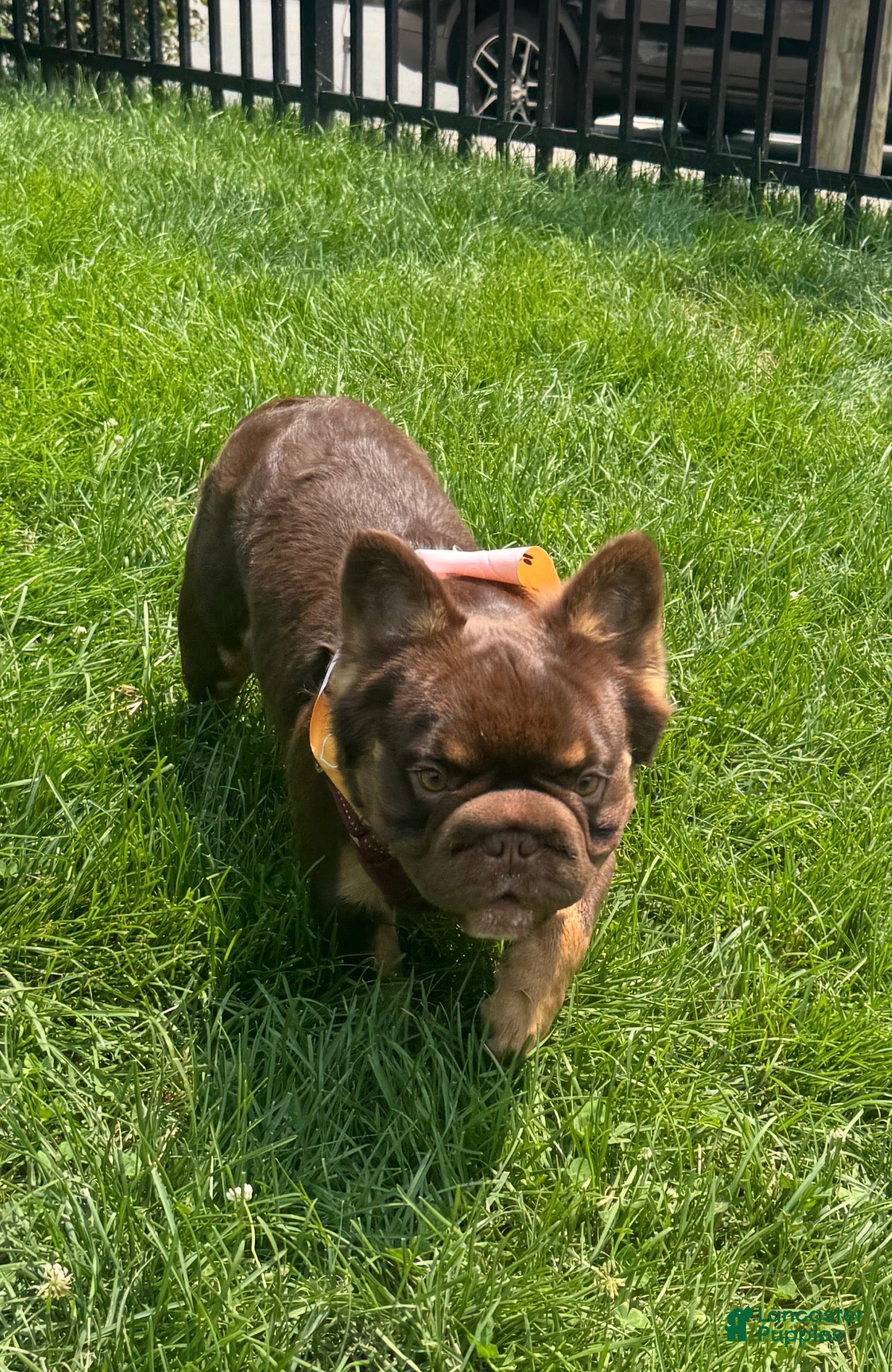 French Bulldog dogs French Bulldog 1 - Ad 2