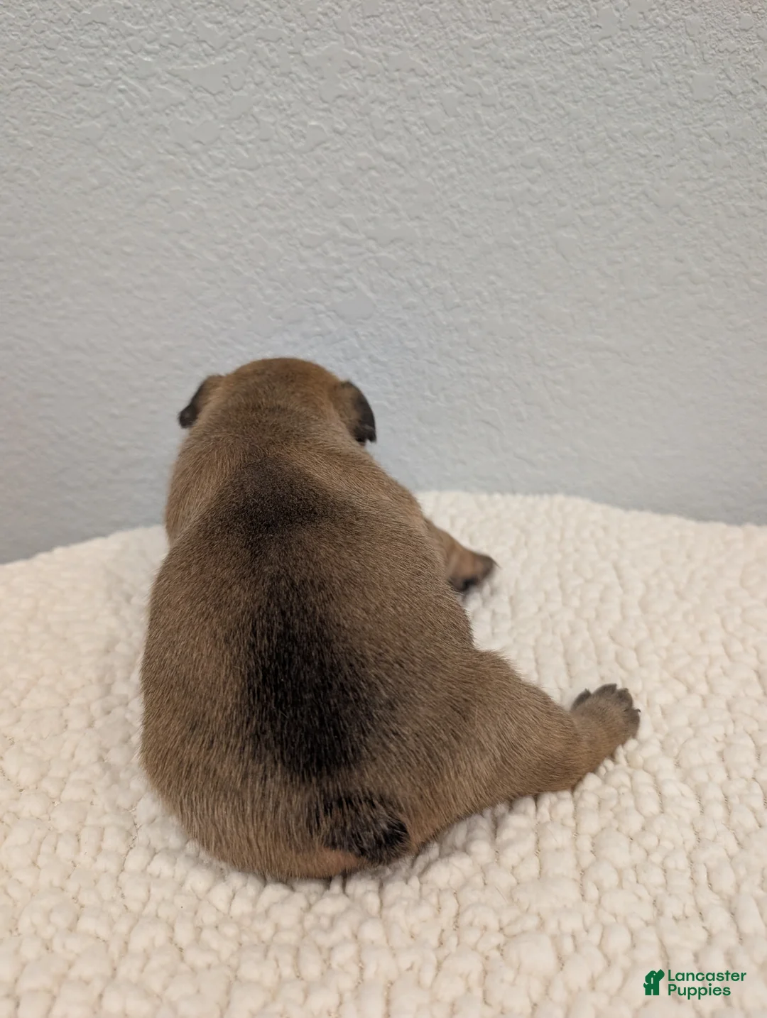 French Bulldog dogs for sale: French Bulldog Girl - Ad 2