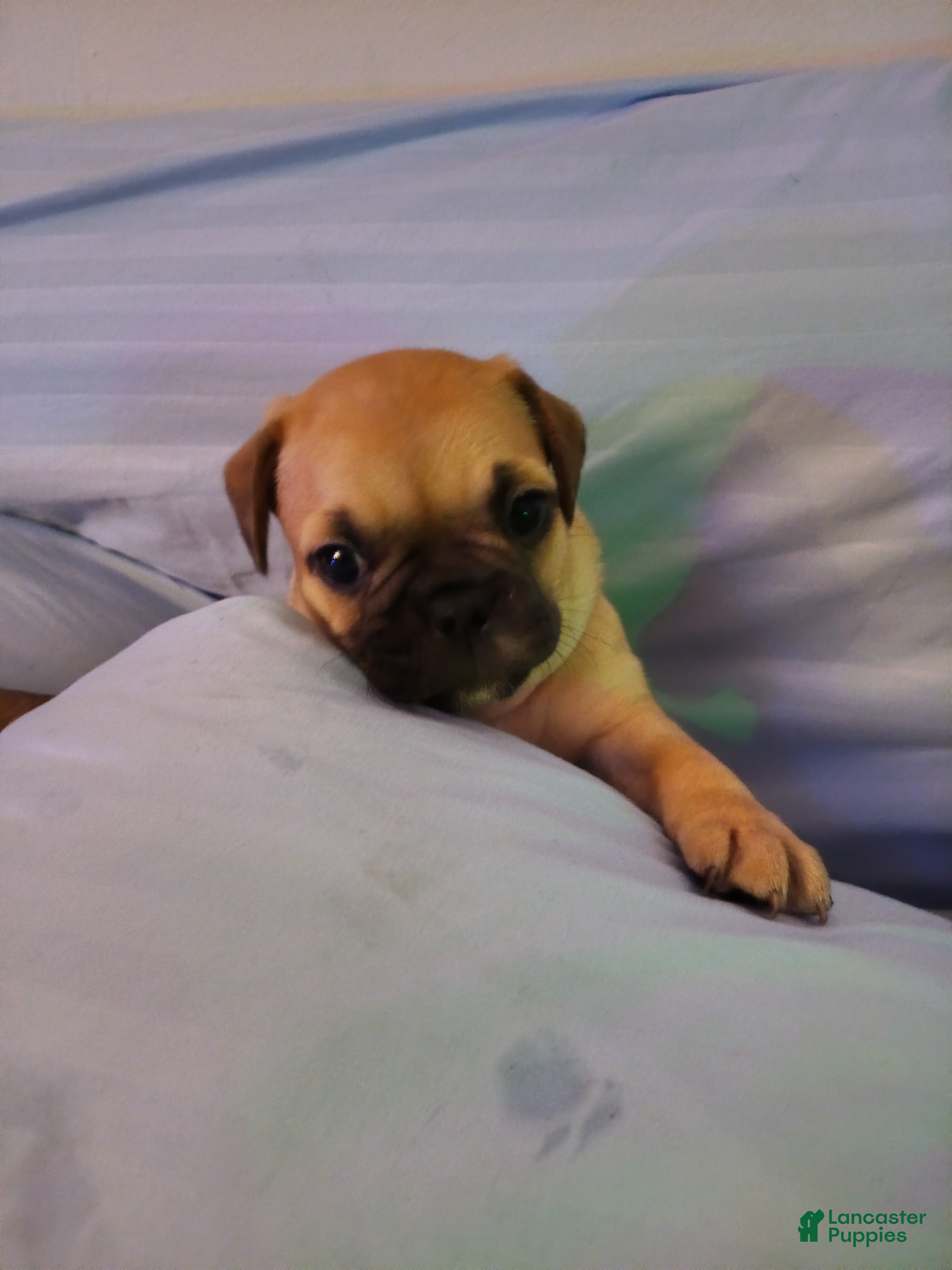 Frug dogs Frug Puppy 1 - Ad 2