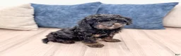 Mixed Breed dogs for sale: Chad - Ad 4