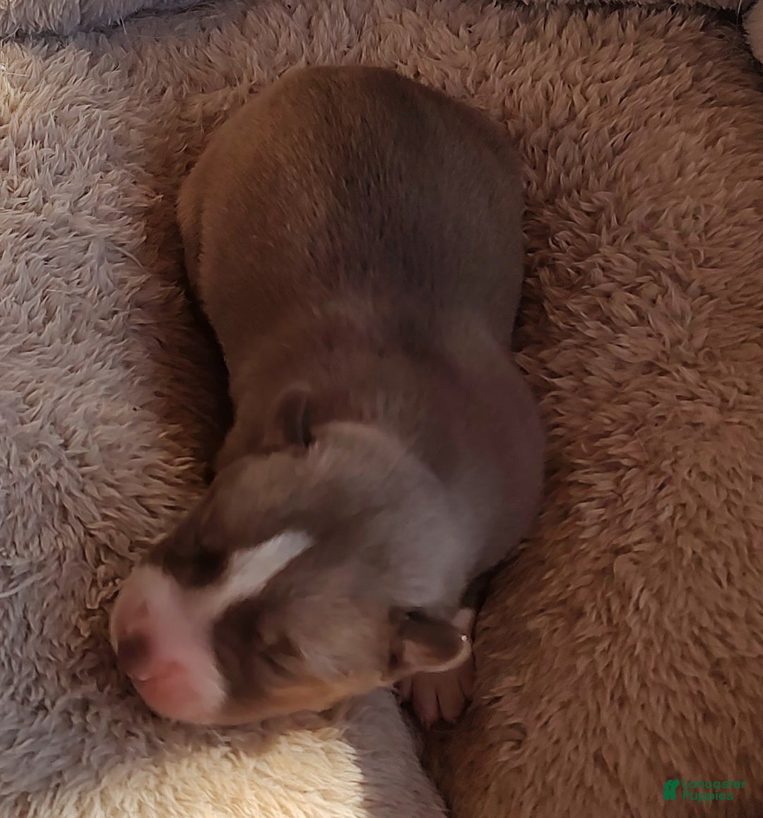 Siberian Husky dogs for sale: Siberian Husky Puppy 5 - Ad 3