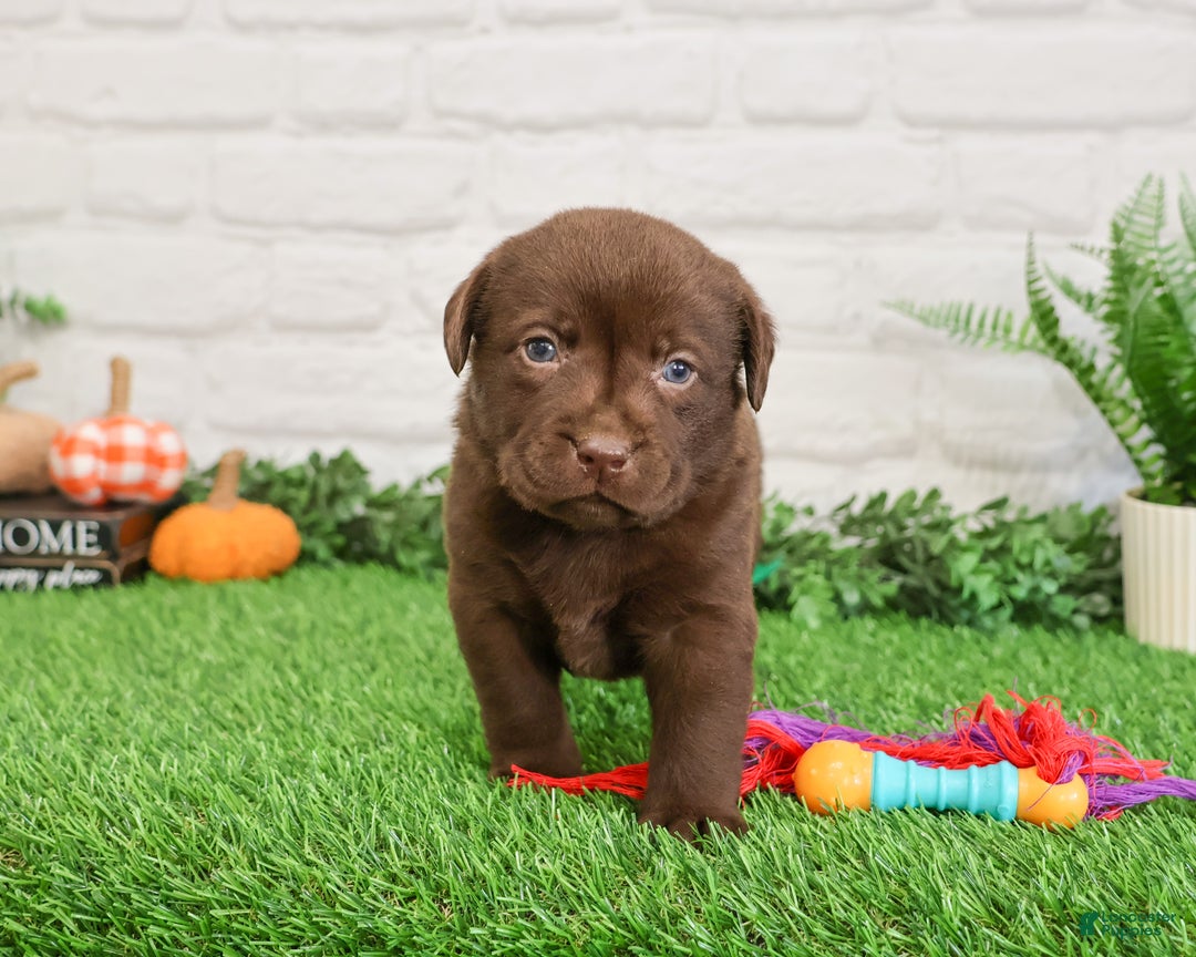 Labrador Retriever dogs for sale: Orchard - Ad 8
