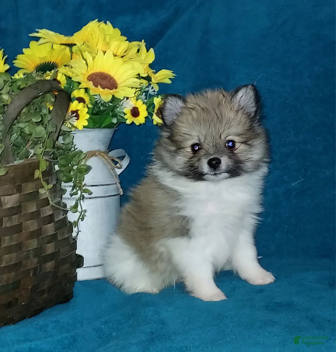 Pomeranian dogs for sale: Spot - Ad 2