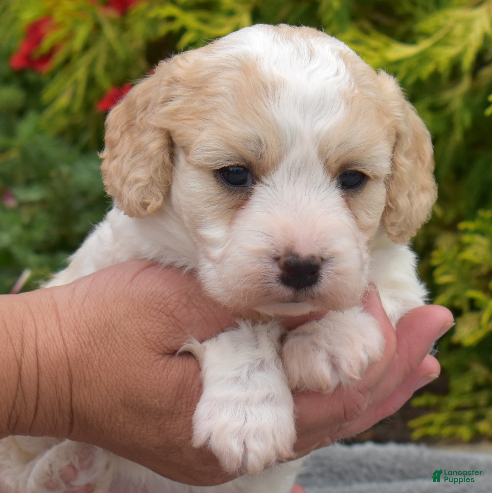 Cavachon dogs Angel - Ad 1