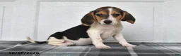 Beagle dogs for sale: Paisley - Ad 5