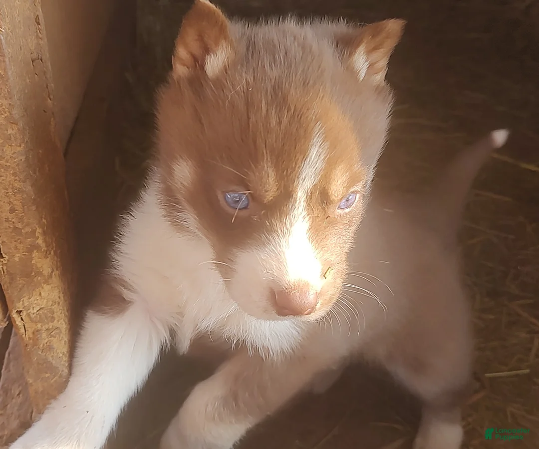 Siberian Husky dogs for sale: Siberian Husky Puppy 1 - Ad 4
