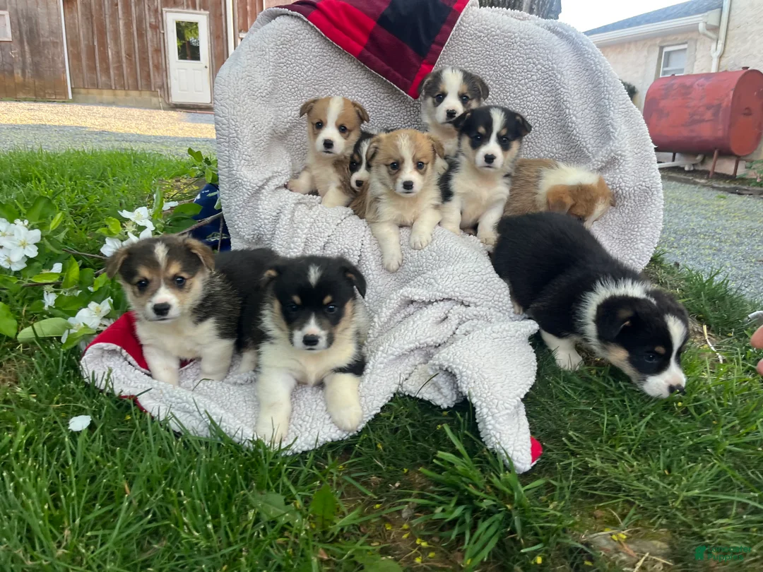 Welsh Corgi Pembroke dogs for sale: THeresa🐾❤️Akc Genetic Tested CLear ❤️Text 717-297-7560 - Ad 16