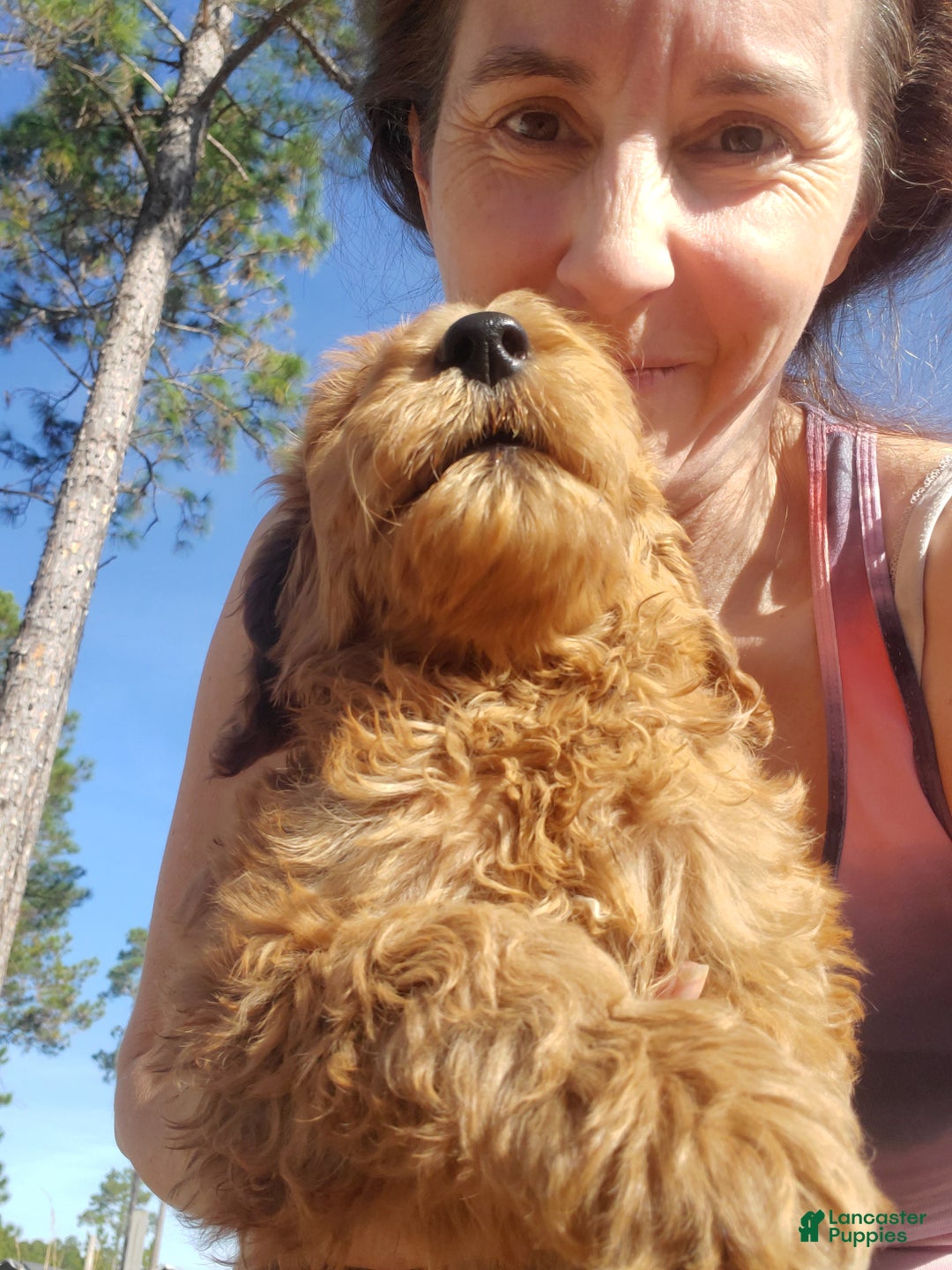 Goldendoodle dogs for sale: Oliver - Ad 3