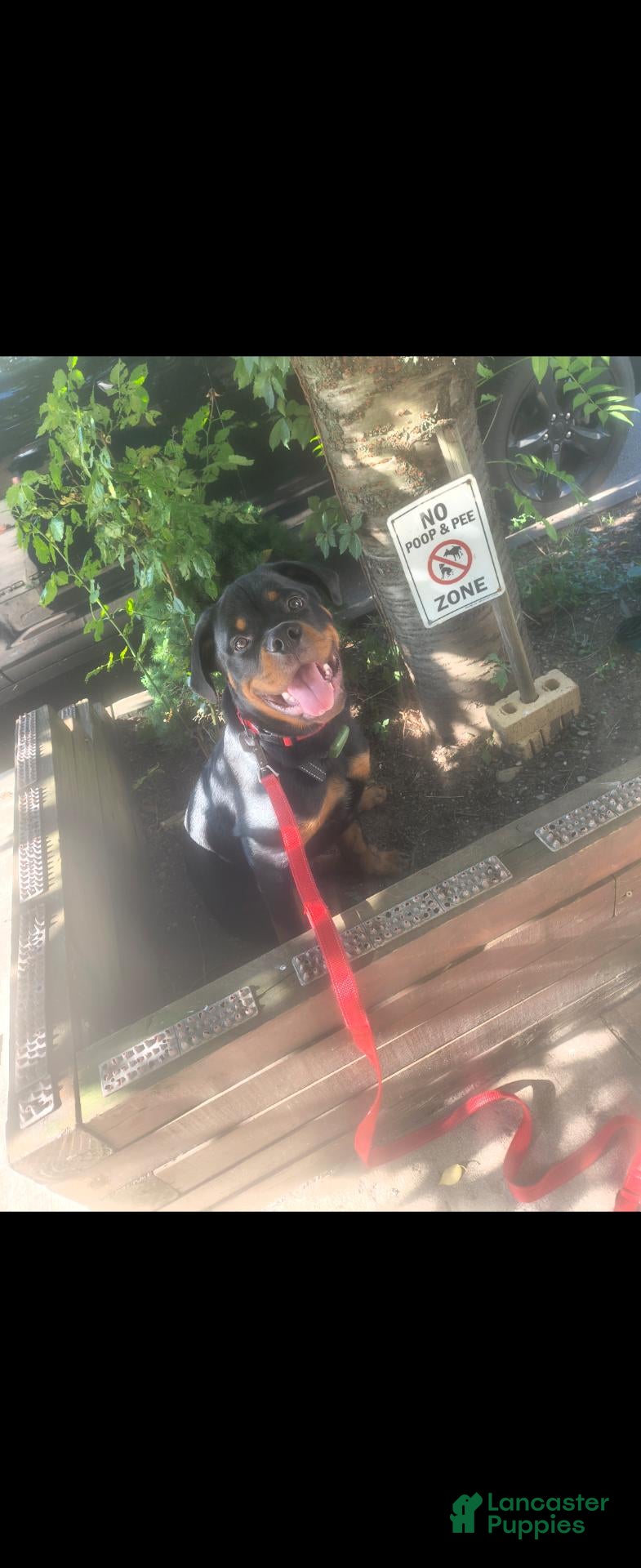 Rottweiler (Rottweiler, Male) in The Bronx, NY