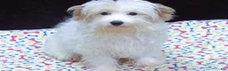 Maltipoo dogs for sale: Sage - Ad 1