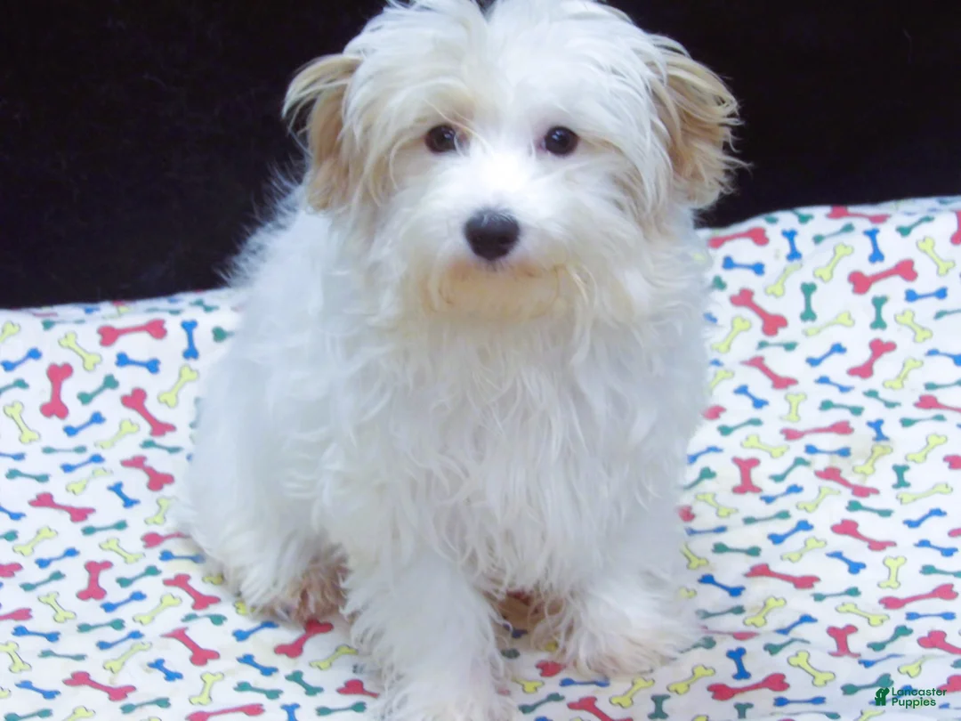 Maltipoo dogs for sale: Sage - Ad 1