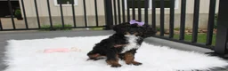 Miniature Poodle dogs for sale: Amber  - Ad 10