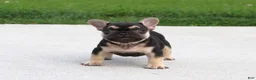 French Bulldog dogs for sale: Mocha - Ad 4
