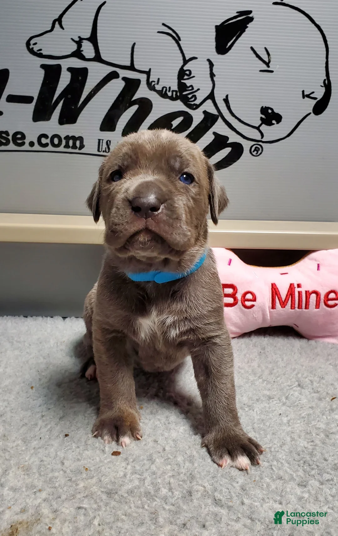 Gallery Image {{count}}