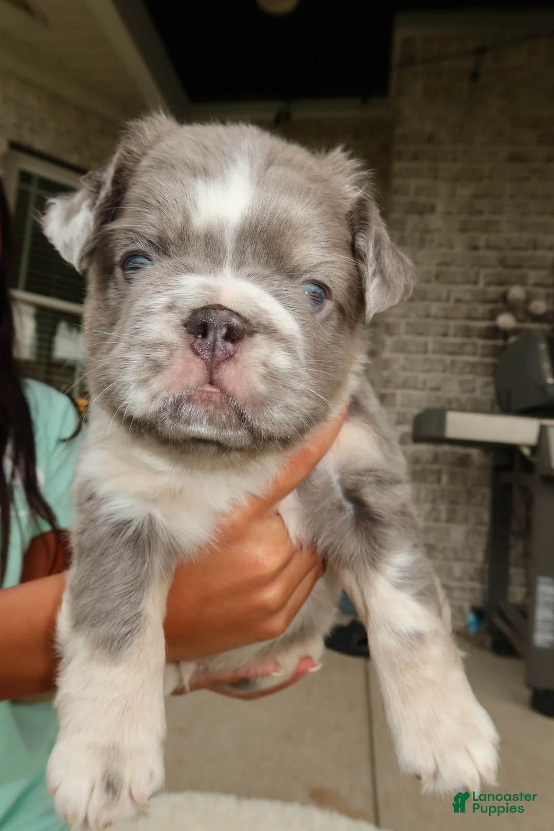 French Bulldog dogs for sale: Louis  - Ad 1