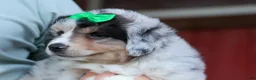 Miniature Australian Shepherd dogs for sale: LANDON [ new pictures] - Ad 26