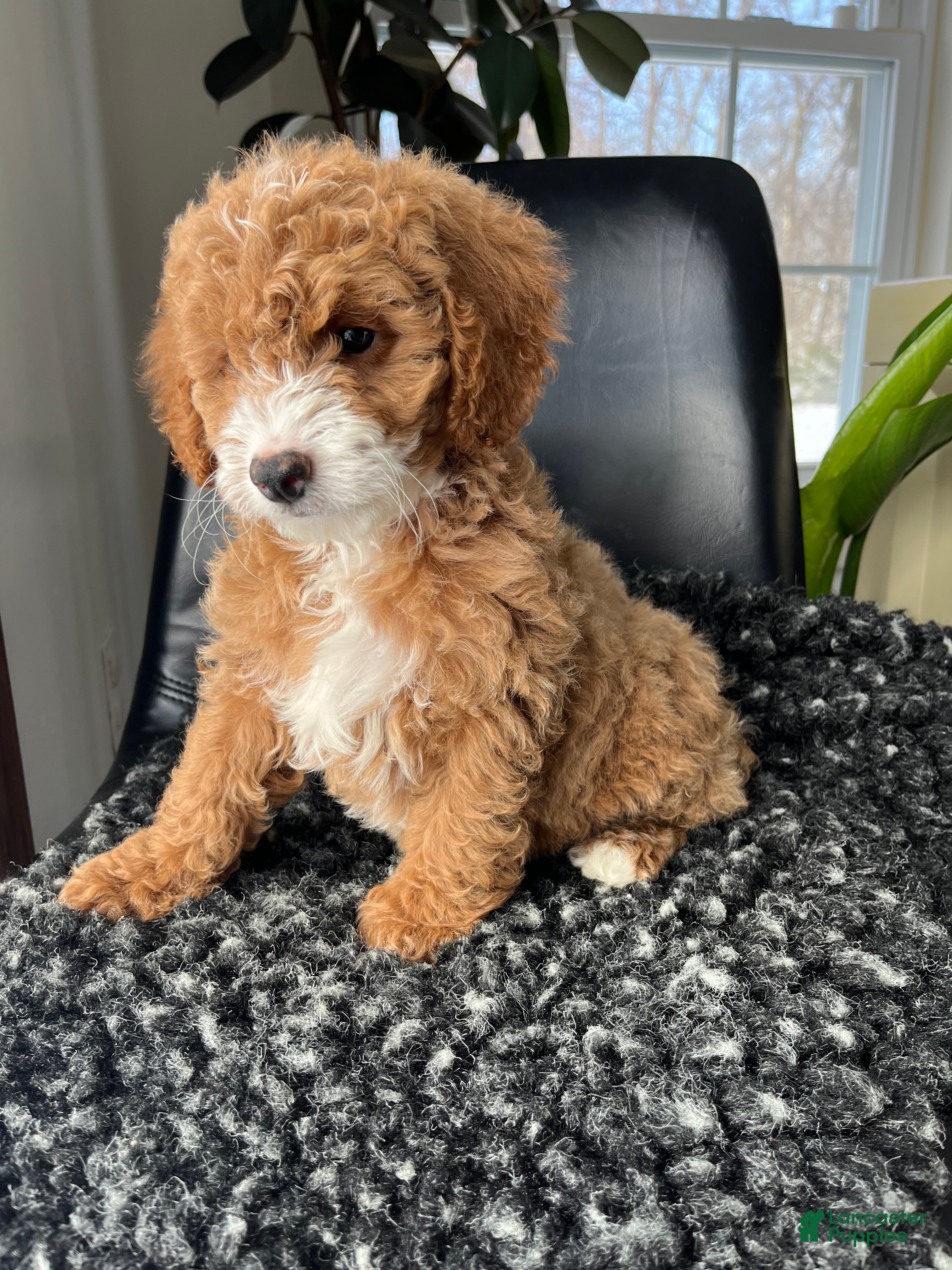 Mini Goldendoodle dogs Willow - Ad 41