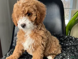 Mini Goldendoodle dogs Willow - Ad 22