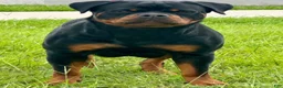 Rottweiler dogs for sale: Belize  - Ad 6