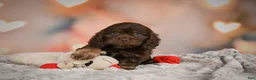 Cockapoo dogs for sale: Scarlet - Ad 5