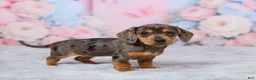 Miniature Dachshund dogs for sale: Beauty - Ad 4