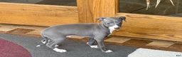 Italian Greyhound dogs for sale: Pj - Ad 4