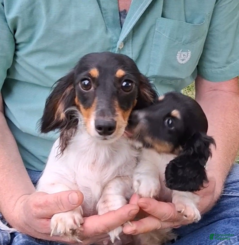 Miniature Dachshund dogs Mickey AKC - Ad 2