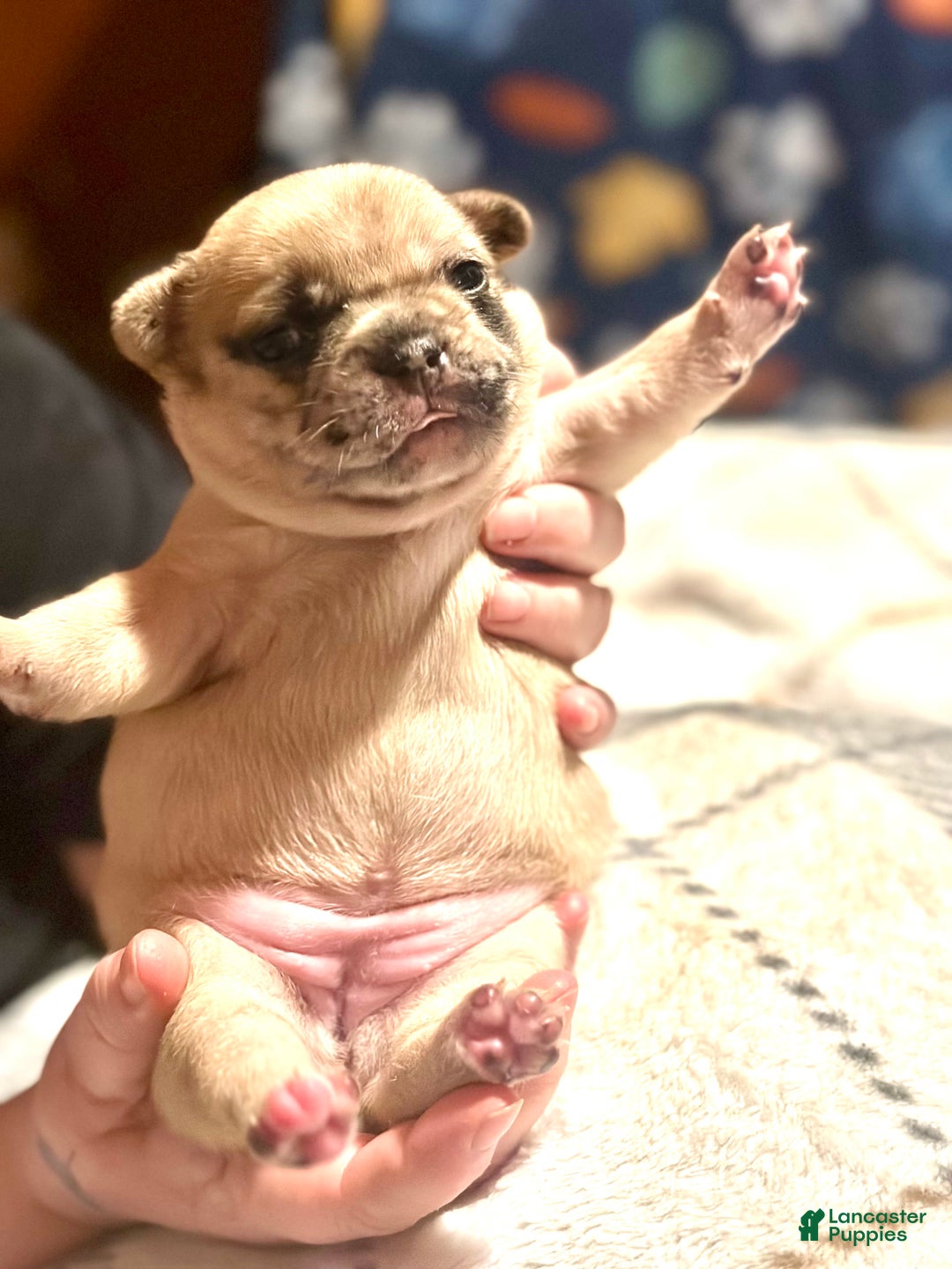 French Bulldog dogs for sale: French Bulldog Puppy 4 - Ad 3