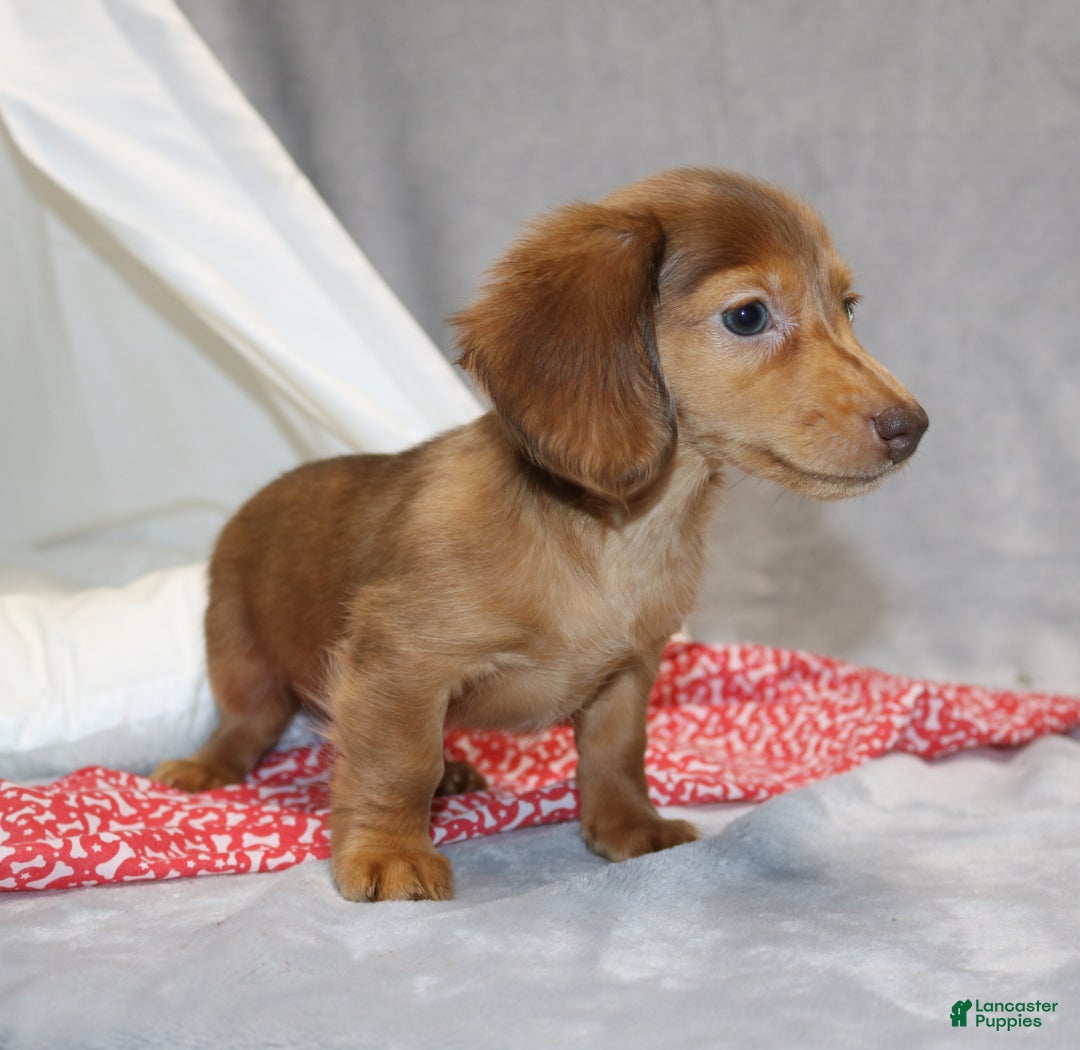 Miniature Dachshund dogs for sale: Archie  - Ad 11