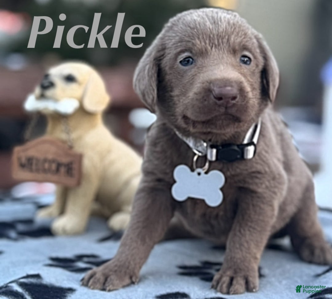 Labrador Retriever dogs for sale: Labrador Retriever Puppy 1 - Ad 1