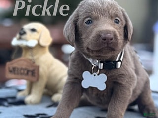 Labrador Retriever dogs Labrador Retriever Puppy 1 - Ad 11