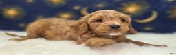 Cavapoo dogs for sale: Tundra - Ad 7