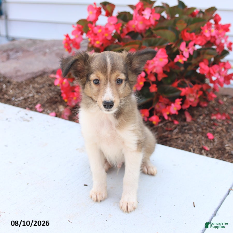 Shetland Sheepdog dogs Bingo - Ad 2