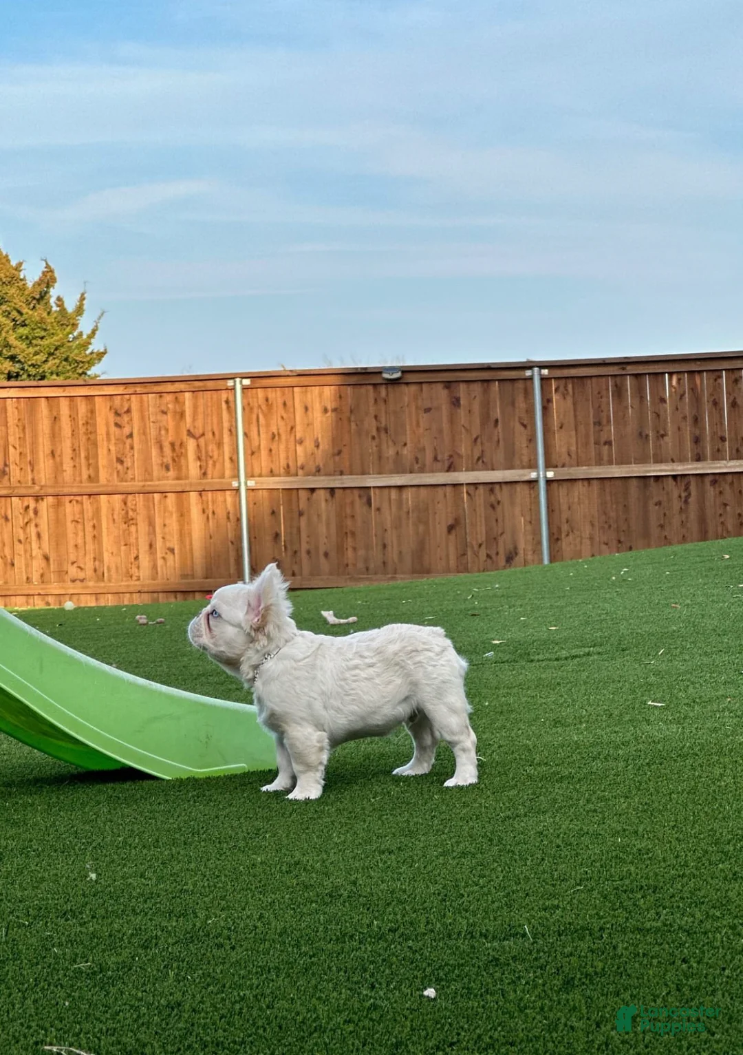 French Bulldog dogs for sale: Daphne - Ad 1