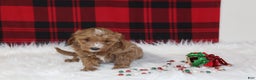 Cavapoo dogs for sale: Dasher - Ad 1